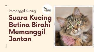 SUARA KUCING BETINA BIRAHI MEMANGGIL JANTAN