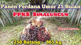 Panen Perdana PPKS Simalungun Umur 25 Bulan  865 kg dari 250 Batang  Part 2