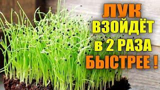 ЛУК ВСХОДИТ В 2 РАЗА БЫСТРЕЕ ПРИ ТАКОМ ПОСЕВЕ