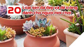 20 loại sen đá đẹp dễ trồng cho người mới chơi  Vườn Linh Lung