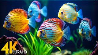 Aquarium 4K Ultra HD - Mesmerizing Coral Reef Fish and Calming Sleep Music