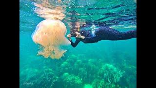 ENJOYABLE SNORKELING WITH JELLYFISH AT CORAL JUNGLE REEF PHU QUOC ISLAND VIETNAM