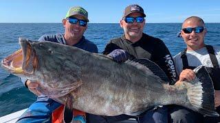 *MONSTER* BLACK GROUPER Catch Clean & Cook