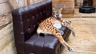 I CAUGHT LYNX MARTIN ON THE SOFA  Universal little lynx