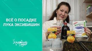 Маленькие секреты громадного лука. Как в феврале посадить Эксибишен из семян. Делимся опытом.