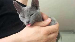 FunnyCute Russian Blue cat compilation Lena the Russian Blue