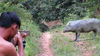 Full video 3 day struggle of hunting wild boar luring deer hunting monitor lizards and wild birds