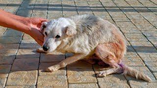 Old Heartbroken Dog Found Abandoned in the Middle of the Road