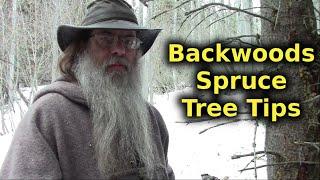 Useful Backwoods Tips On The Spruce Tree