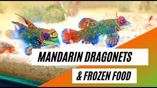 How to feed Mandarin Dragonets with frozen food  - Training Method