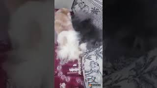 Funny Pomeranian puppies