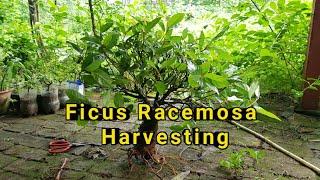 Harvesting Ficus Racemosa Bonsai  hindi