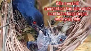 sadis iblis merah mengorban kan anaknyademi ke berlangsungan anak yang lain# burung butbut