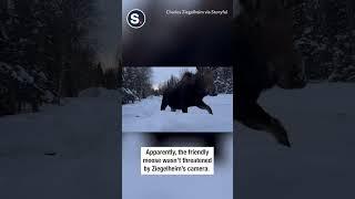 Nosy Moose Sniffs Alaska Photographers Camera