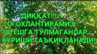 ЧИМИЛДИКДА ЯНГАМ ОГРИМАЙДИ ДЕДИ КУЙОВ ШУНДАЙ СОЛДИ ox