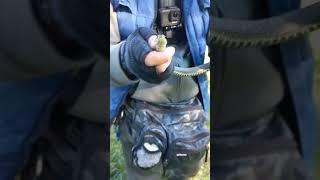 Ужи на каждом шагу#рыбалка#fishing#shortvideo