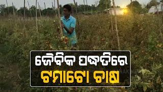 Kalahandi Youth Turns Successful Tomato Farmer