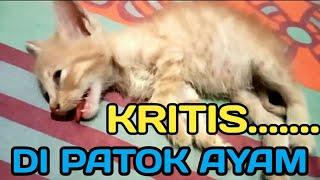 ANAK KUCING DENGAN KONDISI KRITIS KARENA DI PATOK AYAM