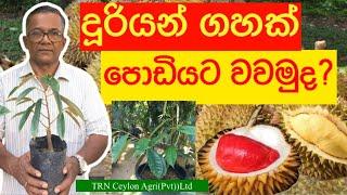 Durian  දූරියන් මෙච්චරම ගුණද?  කන්නම ඕන පළතුරක්   Ceylon Agri  Episode 82