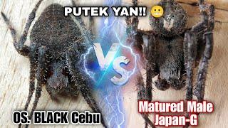 Matured male Gagambang Japan VS Cebu Lines BLACK  Di ko Sukat akalain GRABE BA