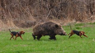 GIANT MONSTER Wild Boar Hunts GIGANTIC HOG Shots Brave Hunting Dogs #hunting #hog