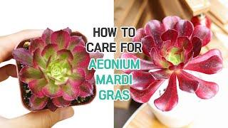 BEST TIPS  HOW TO CARE FOR AEONIUM MARDI GRAS