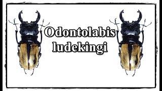 Odontolabis ludekingi - Präparation  Mounting