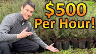 How to Make $500 Dollars an Hour with Trees  Sell Plants for Profit