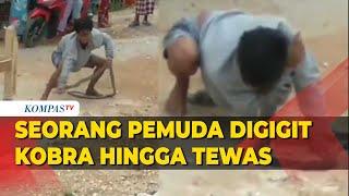 Detik-Detik Pemuda Digigit Kobra Saat Atraksi Tewas Usai Dilarikan ke Klinik