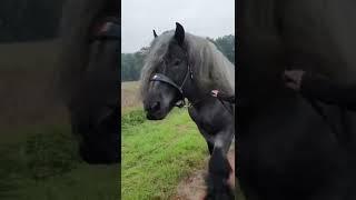 Horses meeting Shire very Big