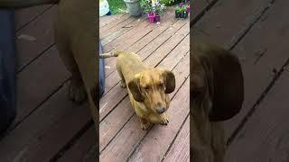 Funny Big Dachshund Wiener Dog Cant Catch Treat LOL Fail