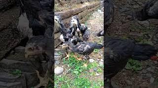 MENJUAL DOC ANAKAN #shortvideo #peternak #hobyayam #pecintaayam #rooster