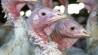 Millions Of Birds To Be Euthanized Due To Avian Flu