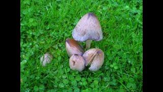 Common Ink Cap Coprinopsis atramentaria and the Shaggy Ink Cap Coprinus comatus