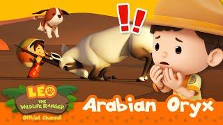 Its a UNICORN... with TWO HORNS?  Arabian Oryx  Leo the Wildlife Ranger  #compilation