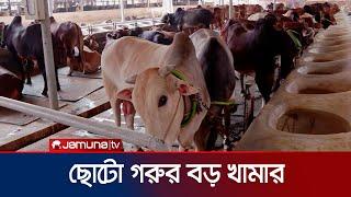 ছোটো গরুর বড় খামার  Small Cow Farm  Kurbani  Jamuna TV