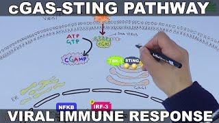 cGAS STING Signalling Pathway