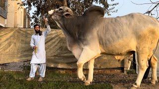 New world Record 2022 - I Met Biggest Bull In This World   Punjab Agri Farm 