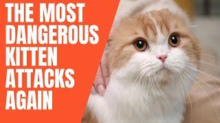 The Most Dangerous Kitten Attacks Again Watch This Kitten Attack Video at Your Own Risk