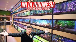 GILA TOKO IKAN PEDATOR & HIAS CHATUCAK THAILAND TERNYATA INI DI INDONESIA