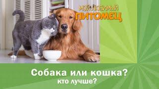 Собака или кошка КТО ЛУЧШЕ?