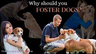 Unveiling the enchanting world of fostering dogs #dogfostering #dogcaretips