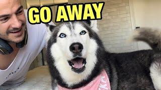 My Talking Husky ALWAYS ARGUES With Me