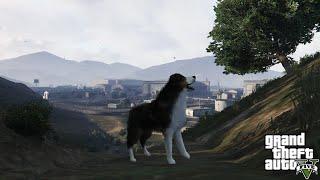 Grand Theft Auto 5   Peyote Plant Locations  Play As Animals Dog