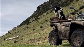 insanely talented border collie herding sheep on a mountain