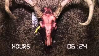 Flesh Eating Beetles vs European Deer Skull