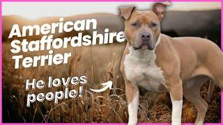 American Staffordshire Terrier Breed Profile