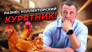 СЕГОДНЯ ТОЛЬКО КУРОЧКИ-ВЗЫСКАТЕЛЬНИЦЫ  БАНКРОТСТВО  Кузнецов  Аллиам