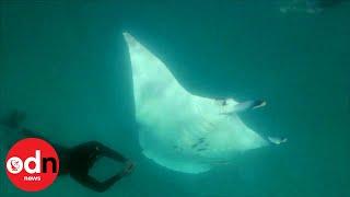 Incredible Video as Giant Manta Ray Asks Divers for help