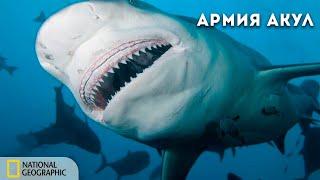 Армия лососевых акул  Документальный фильм National Geographic